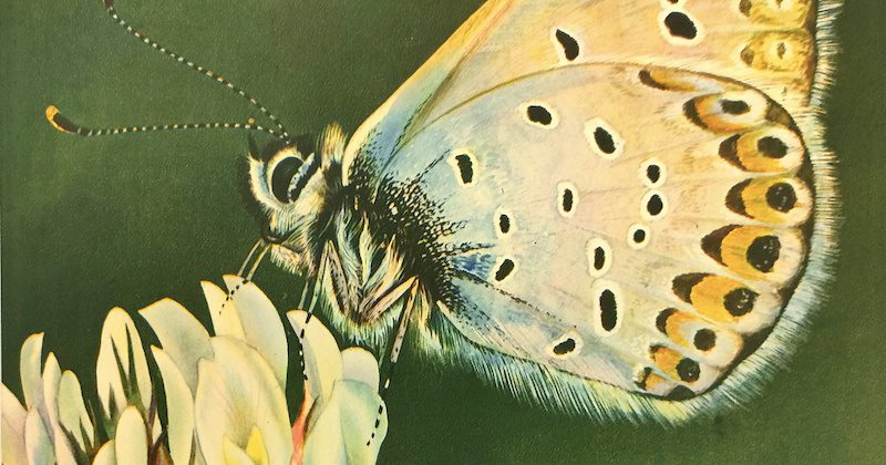Mario Sturani - Vita delle farfalle